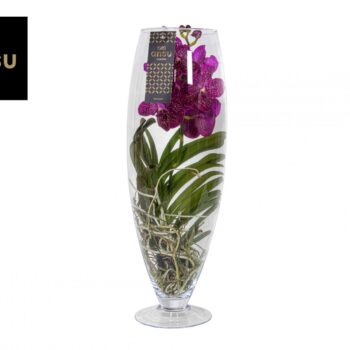 Vanda Champagne Pink/Cerise/Fuchsia