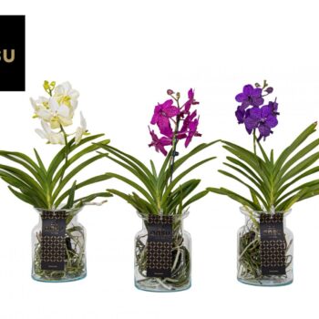 Vanda Bose Colour mix