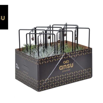 Tillandsia Cube mix (Medium)