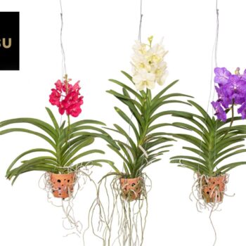 Vanda in Terracotta mix hang - Large