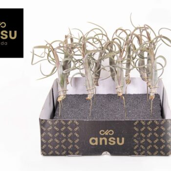 Tillandsia Intermedia