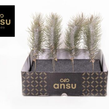 Tillandsia Funckiana Crazy Love