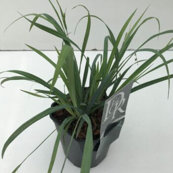 Carex Bunny Blue