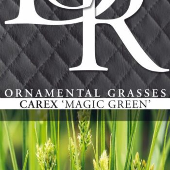 Carex Magic Green