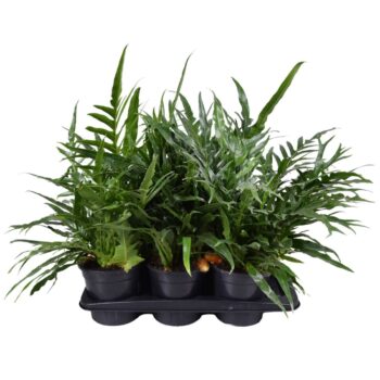 Aglaomorpha Coronans JIM