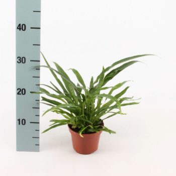 Aglaomorpha Coronans JIM