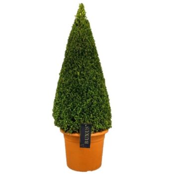 Buxus sempervirens