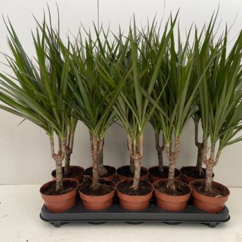 Dracaena Marginata