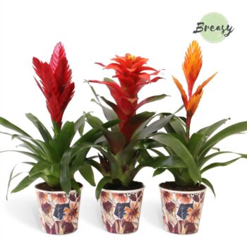 Bromelia Classic Potcover Bonn