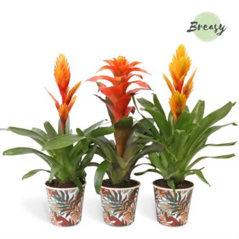 Bromelia Green Potcover Ponza