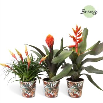 Bromelia Royal Green Potcover Ponza