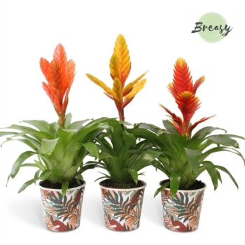 Vriesea Green Potcover Ponza