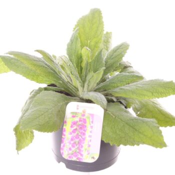 Digitalis purp. Dalmatian Purple