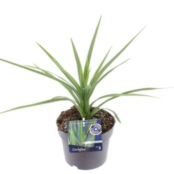 Cordyline australis Verde