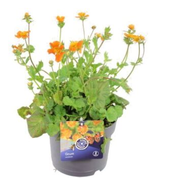 Geum coccineum Borisii