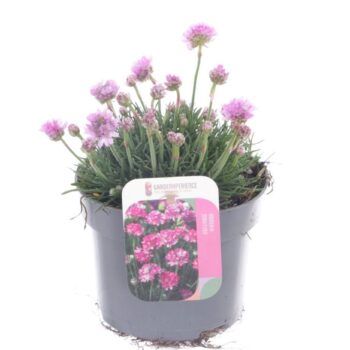 Armeria maritima Rosea