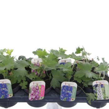 Delphinium Magic Fountains