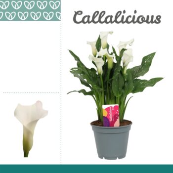Zantedeschia Wit