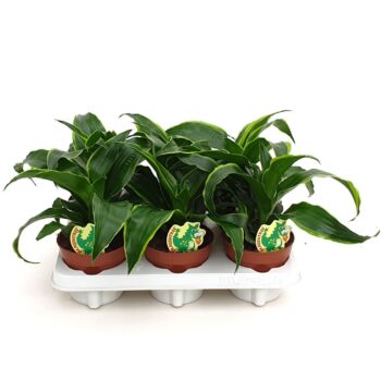 Dracaena Dorado