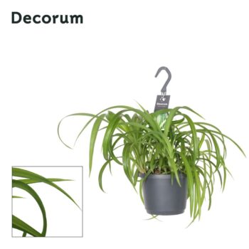 Chlorophytum Comosum Bonnie