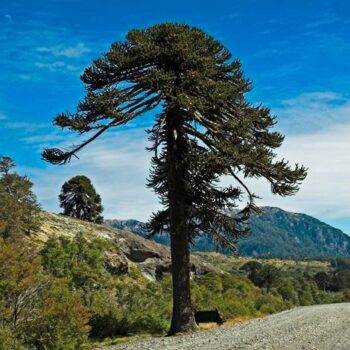 Araucaria araucana