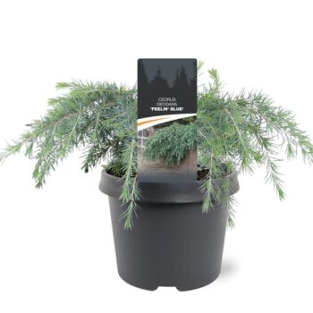 Cedrus deodara 'Feelin' Blue'
