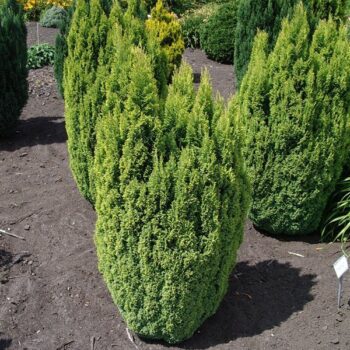 Chamaecyparis law. 'Ellwood's Gold'