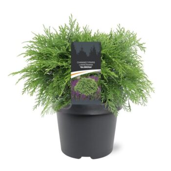 Chamaecyparis law. 'Globosa'
