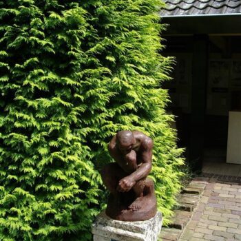 Chamaecyparis law. 'Ivonne'