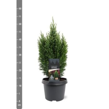 Chamaecyparis law. 'Snow White'