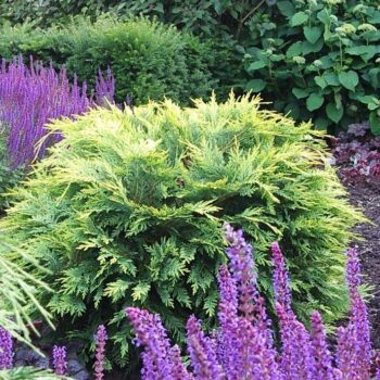 Chamaecyparis law. 'Sunkist'