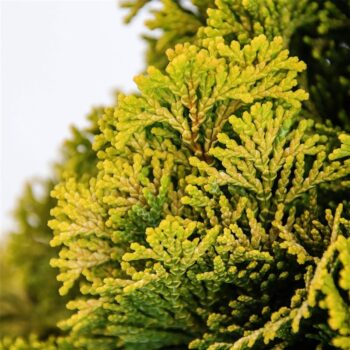 Chamaecyparis obtusa 'Nana Aurea'