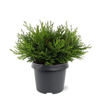 Chamaecyparis obtusa 'Pygmaea'