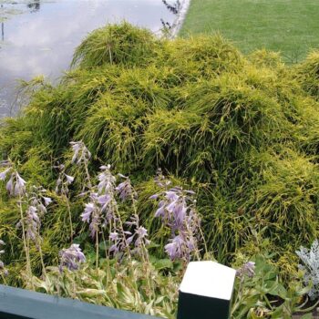 Chamaecyparis pis. 'Filifera Aurea'