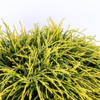 Chamaecyparis pis. 'Sungold'