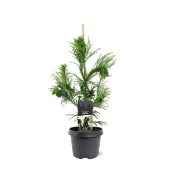 Cryptomeria japonica 'Cristata'