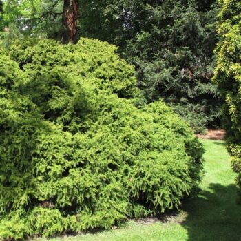 Cryptomeria japonica 'Monstrosa Nana'