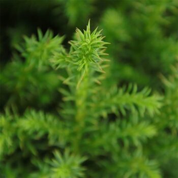 Cryptomeria japonica 'Vilmoriniana'