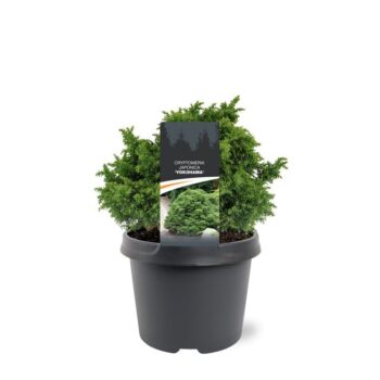 Cryptomeria japonica 'Yokohama'