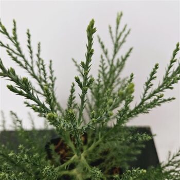 Sequoiadendron giganteum