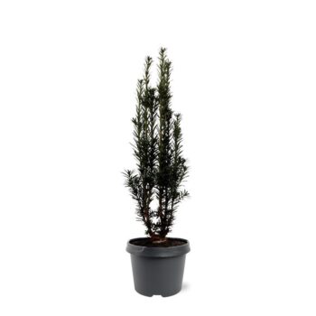 Taxus baccata 'Black Tower'