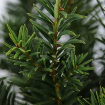 Taxus baccata 'Repandens'