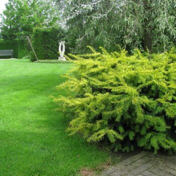 Taxus baccata 'Summergold'