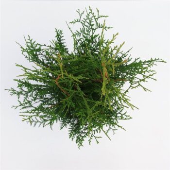 Thuja occidentalis 'Brabant'