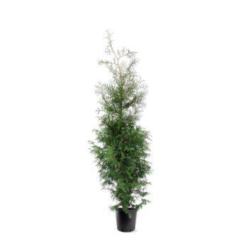 Thuja occidentalis 'Brabant'