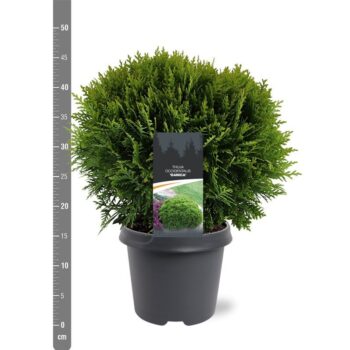 Thuja occidentalis 'Danica'