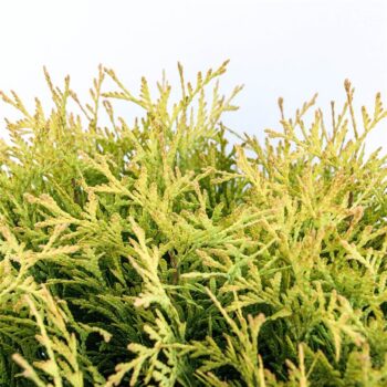 Thuja occidentalis 'Golden Globe'