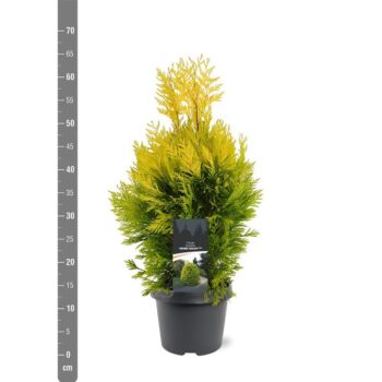 Thuja plicata '4ever Goldy'
