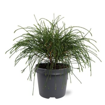 Thuja plicata 'Whipcord'