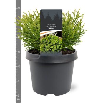 Thujopsis dolabrata 'Nana'